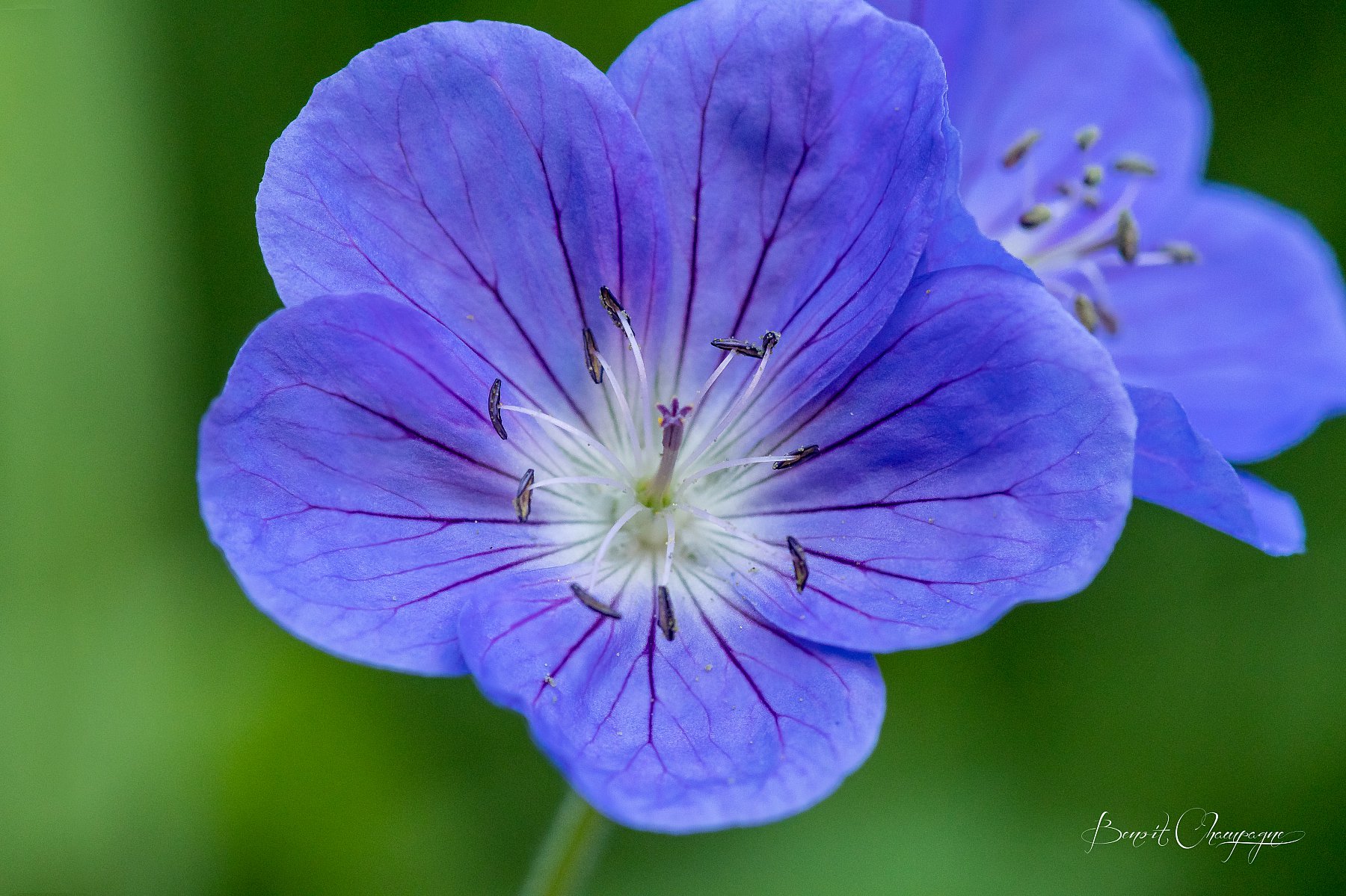 FleursBleu.jpg